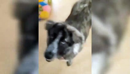 Rescue dog missing after owner hit by car