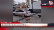 Sinop'ta başıboş köpekler genç kıza saldırdı