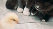 Cats First Time Meets A Chicken | baby kittens meets chick for the first time | cat meets pets chick