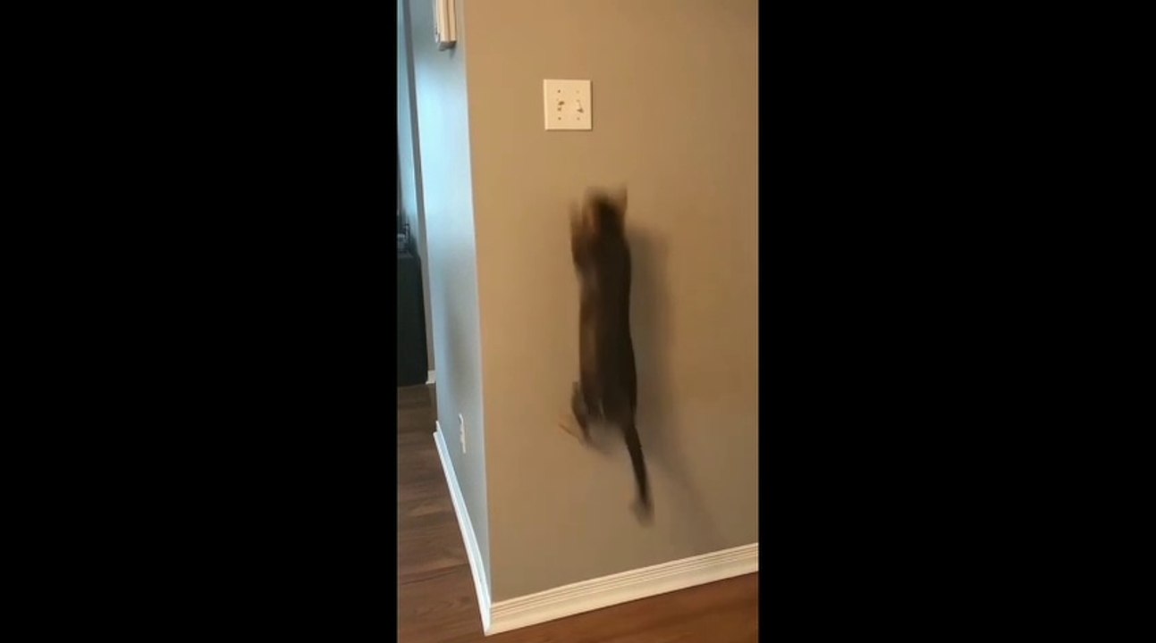 CAT Funny Part 1