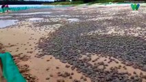 Amazing footage shows world's largest hatching of baby turtles along border of Brazil and Bolivia