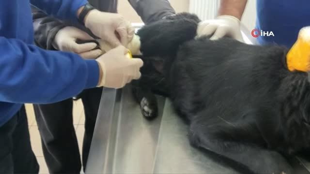 Köpeği öldüren şüpheli, öncesinde başka köpeği de vurmuş