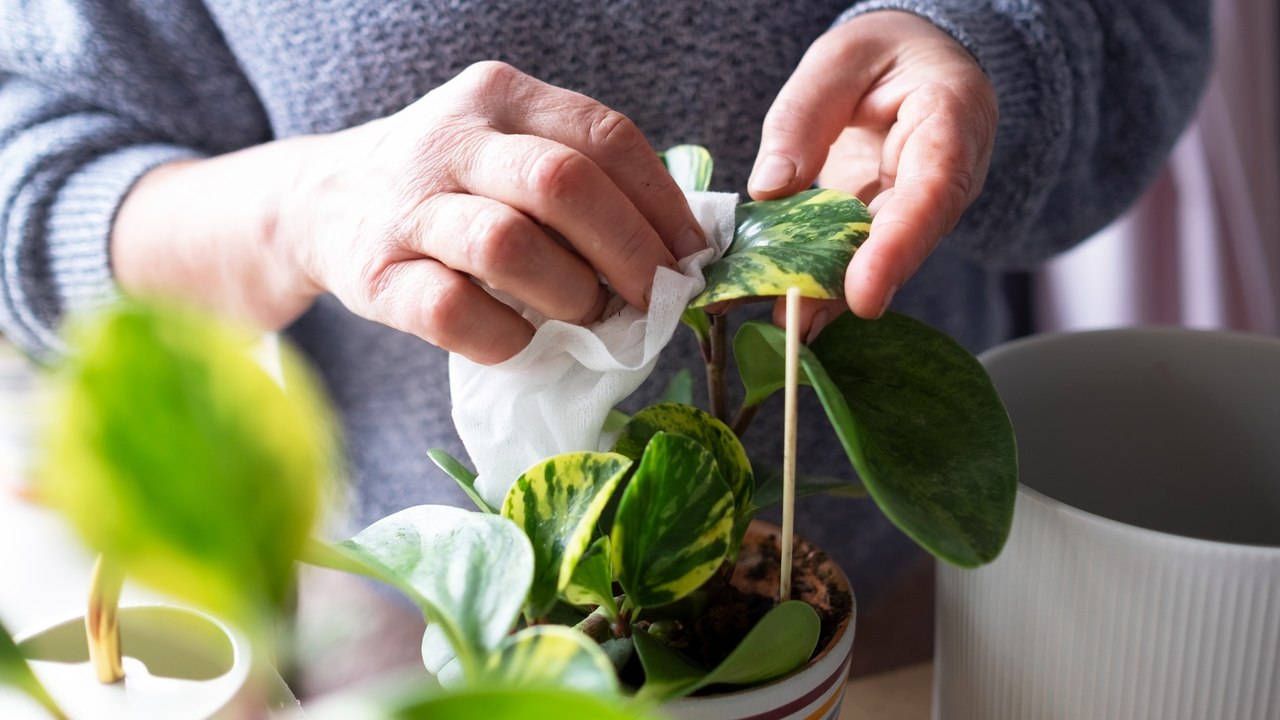 Pflanzen abstauben: So geht es schnell und einfach