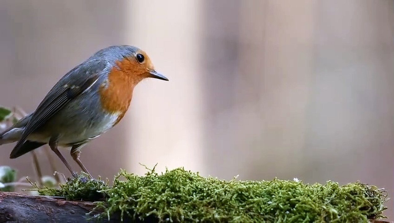 Robin