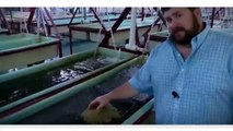 Catfish aquaculture, modern catfish farming, and catfish industrial processing