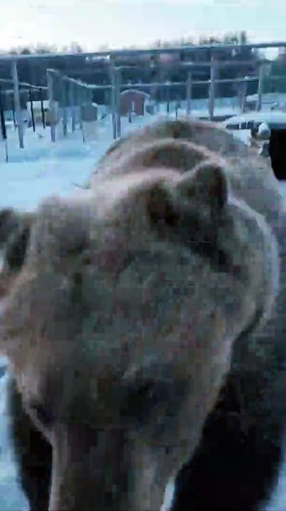 Happy Grizzly | happy grizzly bear | grizzly panda ice bear | We Bare Bears | grizzly bear in ice |