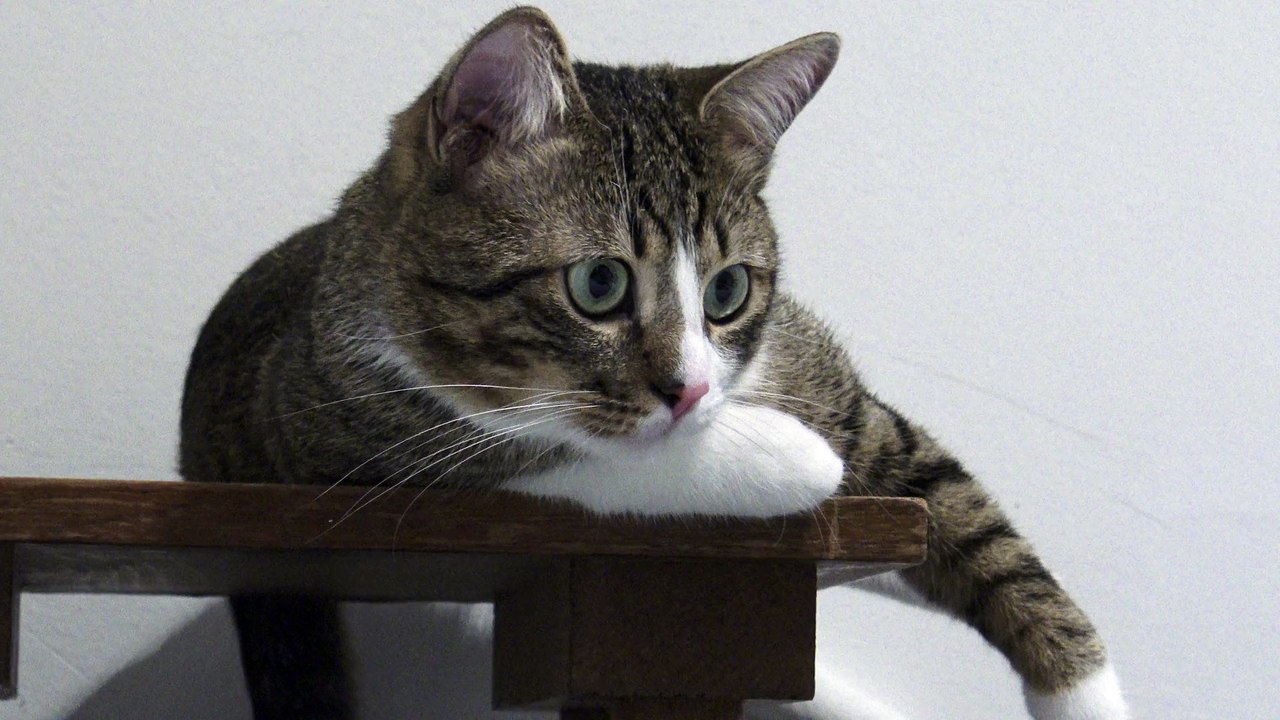 A Cat with Large Eyes Attacks
