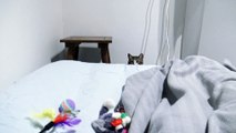Funny Cat Sneaks and Stalks the Toy