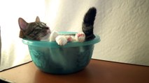 Seems Pretty Difficult for a Cat to Sleep in a Basin