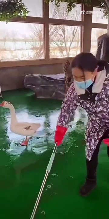 Une oie et un tigre se retrouvent dans la même pièce mais ça ne se passe pas comme on pourrait l'imaginer