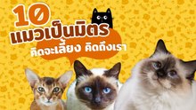 10 สายพันธุ์แมวแห่งความเป็นมิตร คิดจะเลี้ยง คิดถึงเราสินุด