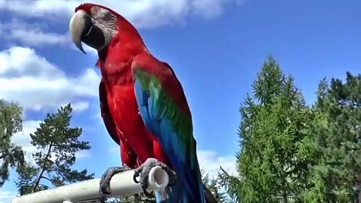 RED PARROT