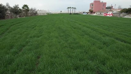 AKDENİZ'DE TOPRAKLA BULUŞTURULAN KARAKILÇIK BUĞDAY TOHUMU BOY VERDİ