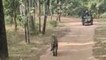 Tiger video : बांधवगढ़ टाइगर रिजर्व में गुनगुनी धूप खाने बाहर निकला महामन मेल बाघ
