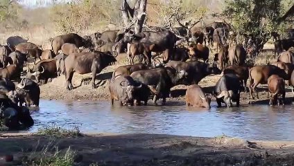 A morning with LIONS, BUFFALOES and LEOPARDS