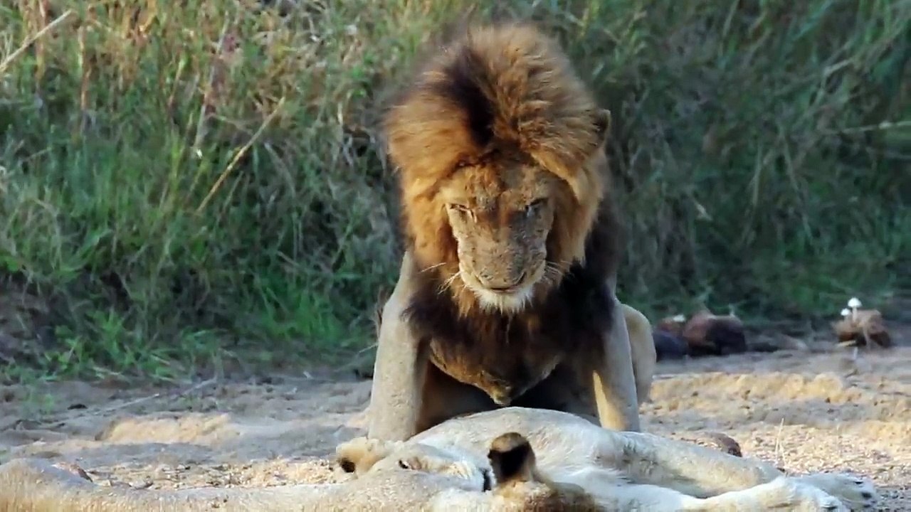 A PEACEFUL SAFARI