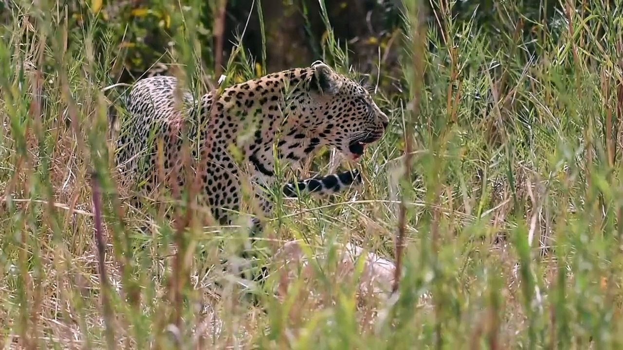 Amazing LEOPARD hunt! Followed by the arrival of a 2nd LEOPARD and ELEPHANTS.