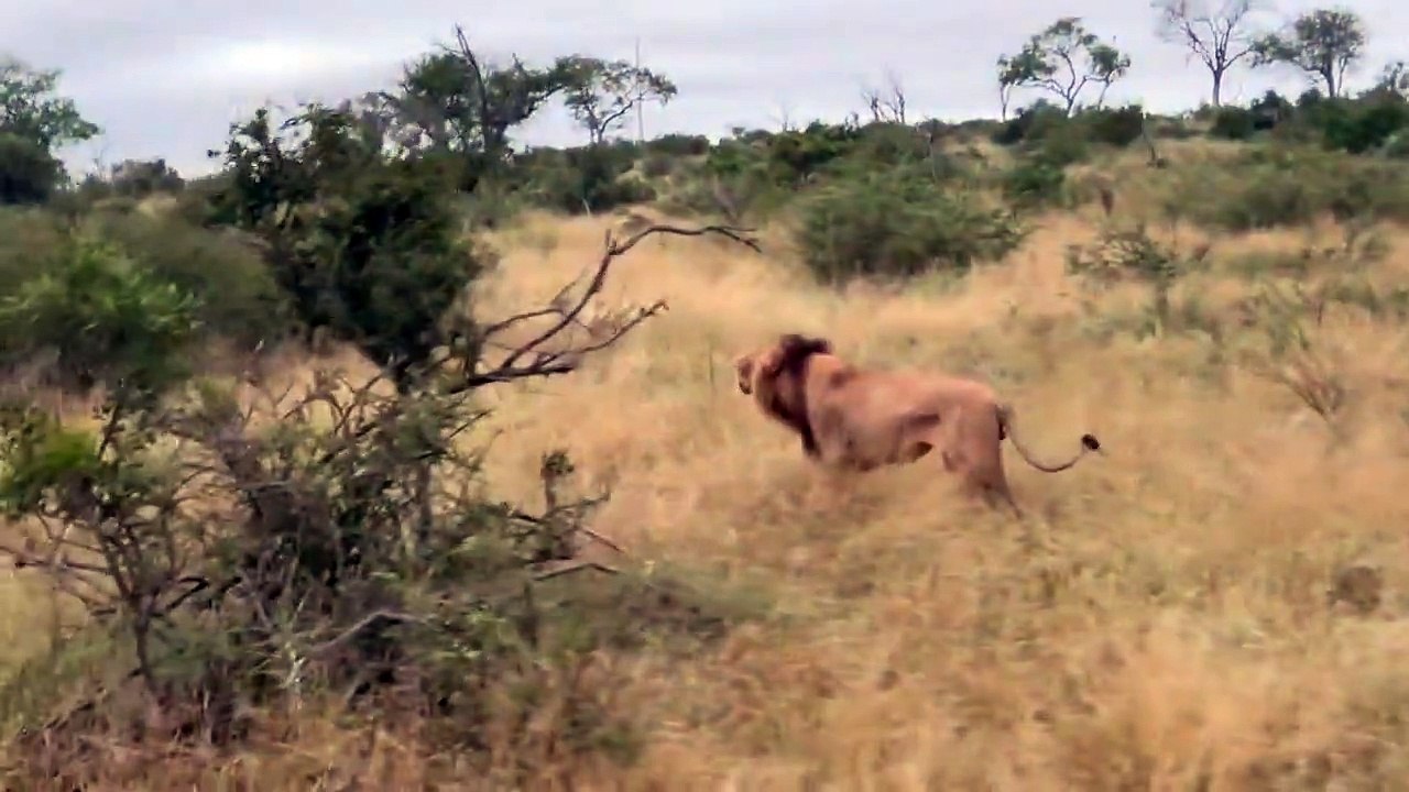BREAKING Unknown LION Coalition Draws First Blood