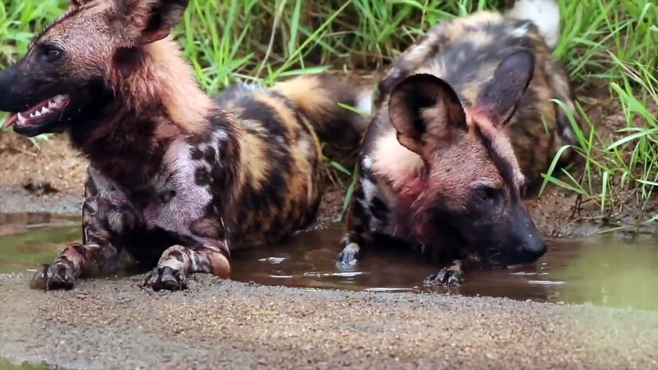 DOGS ATTACK HYENAS