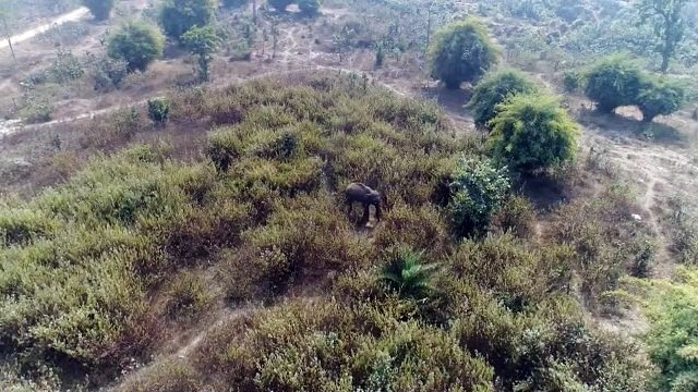 शहर में घुसे हाथी ने सीसीएफ के सरकारी बंगले की तोड़ी बाउंड्रीवाल, बंद कराई गई स्कूल व शराब दुकान