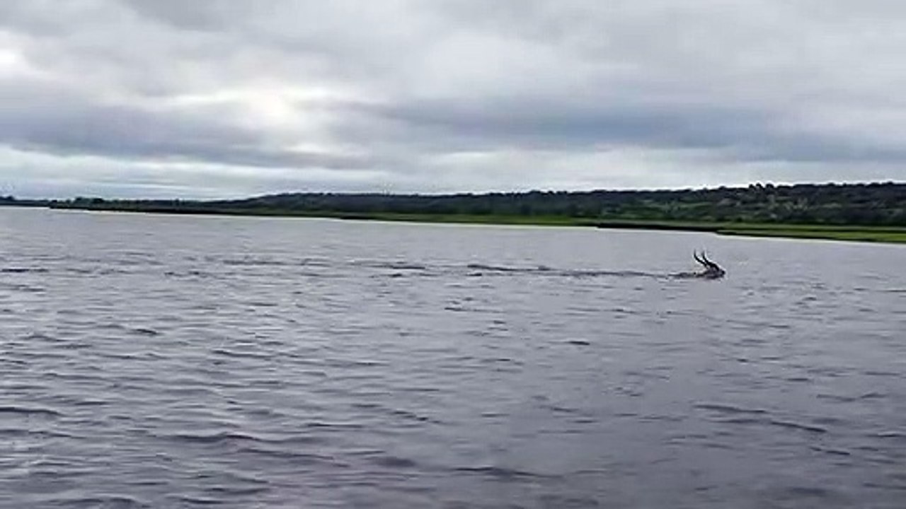 Red lechwe vs Nile crocodile. Watch the full video to see what happens!