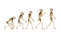 Ist die Evolutionstheorie falsch? Neue Entdeckung bei Affen wirft Fragen auf