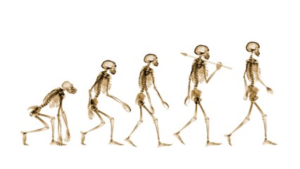 Ist die Evolutionstheorie falsch? Neue Entdeckung bei Affen wirft Fragen auf