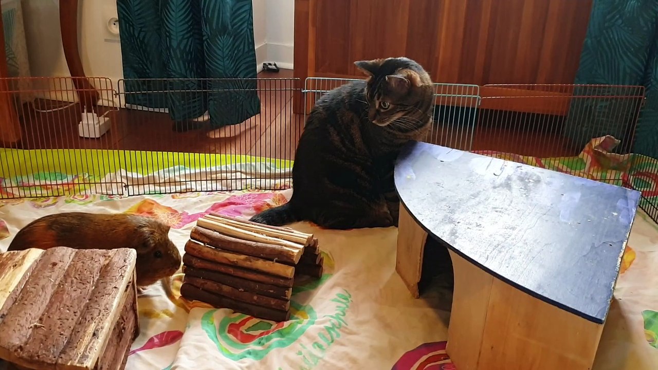 Pixel et les cochons d'Inde