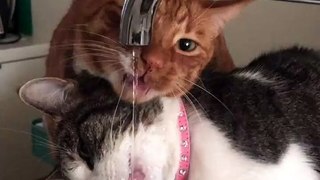 Funny Cute Two Cats Share Love Each Other