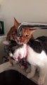 Funny Cute Two Cats Share Love Each Other