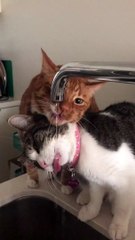 Funny Cute Two Cats Share Love Each Other