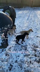 Rehomed puppies at Animal Care Lancaster