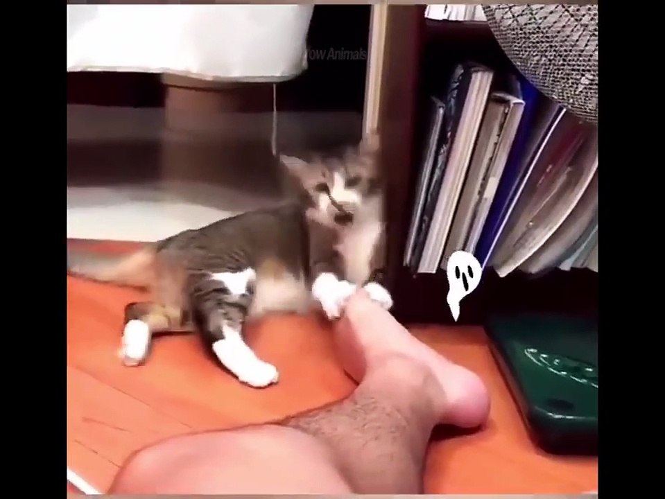 Funniest Dogs And Cats - Best Of The 2022 Funny Animal Videos