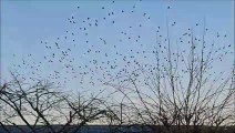 Murmuration over Burgess Hill West Sussex