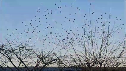 Télécharger la video: Murmuration over Burgess Hill West Sussex