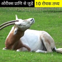 ओरीक्स प्राणि से जुड़े 10 रोचक तथ्य