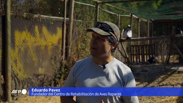 Dos cóndores nacidos en cautiverio en Chile abrigan la esperanza de aumentar su población