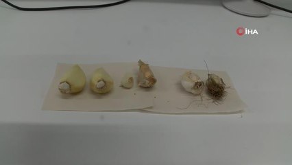 SBTÜ avuç içi büyüklüğündeki dev sarımsağı çoğaltılmayı başardı