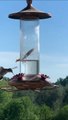 Une mante religieuse capture un colibri en plein vol