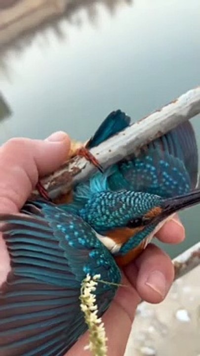 Il sauve un oiseau qui a les pattes collées sur une barre de fer... magnifique