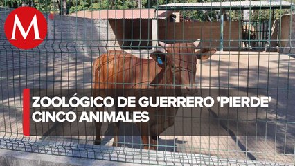 En Guerrero, el Parque Zoochilpan pierde cinco animales