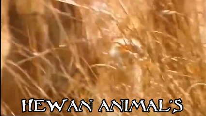 VIDEO SINGA SI RAJA HUTAN