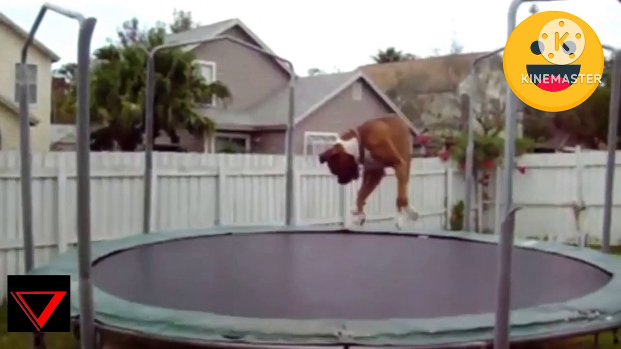 Funny animals videos