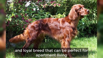 5 Most Quiet Dog Breeds That Rarely Bark