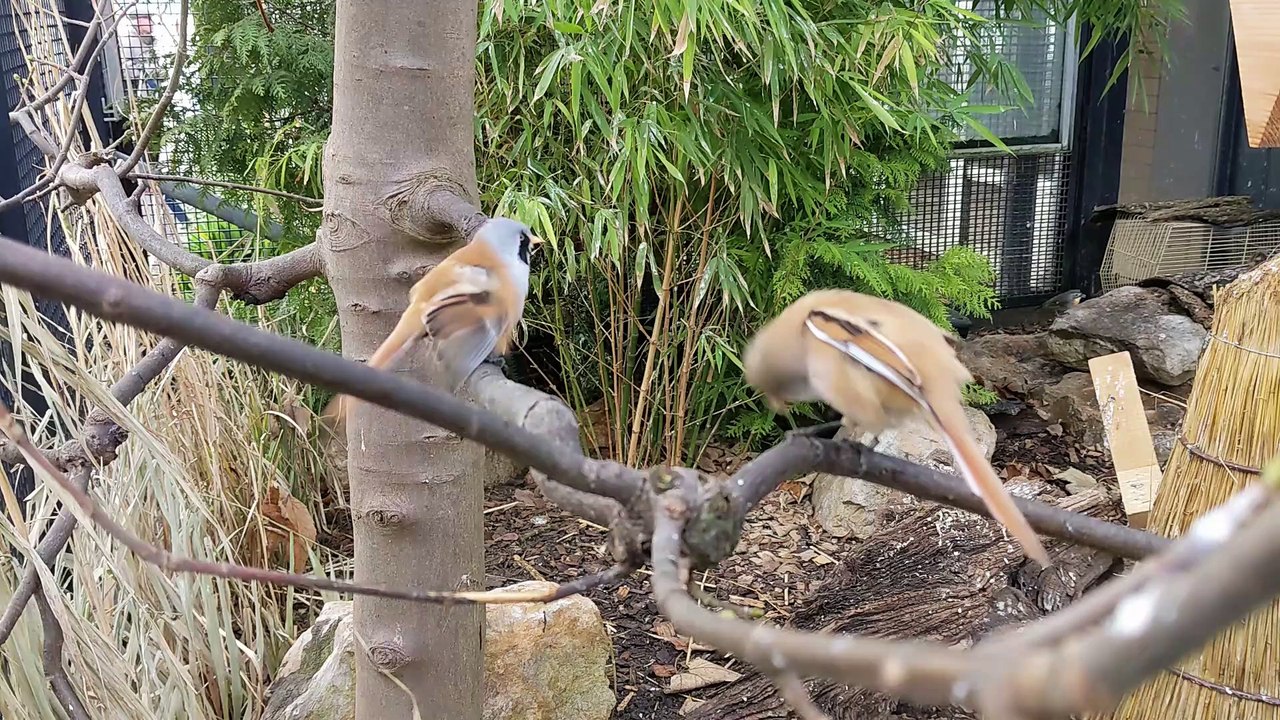 Volière de Zoug, riche en espèces d'oiseaux
