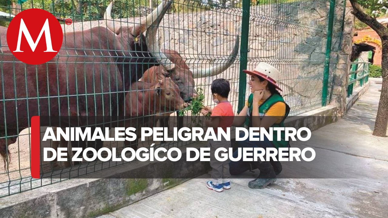 En Zoológico Zoochilpan desaparecieron varios animales, no cuentan con registros ni cámaras