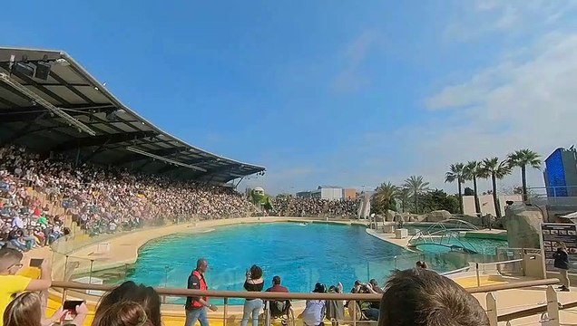 Marineland d'Antibes, spectacles des otaries, dauphins et orques