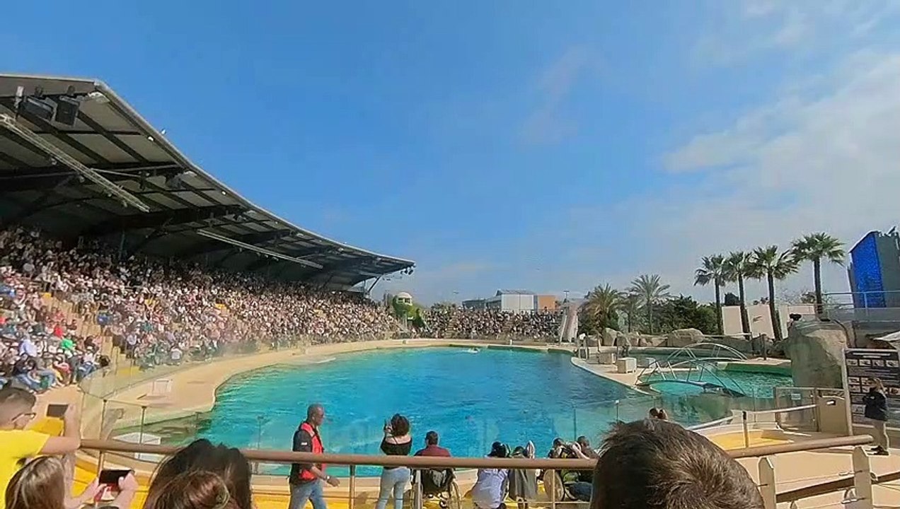 Marineland d'Antibes, spectacles des otaries, dauphins et orques