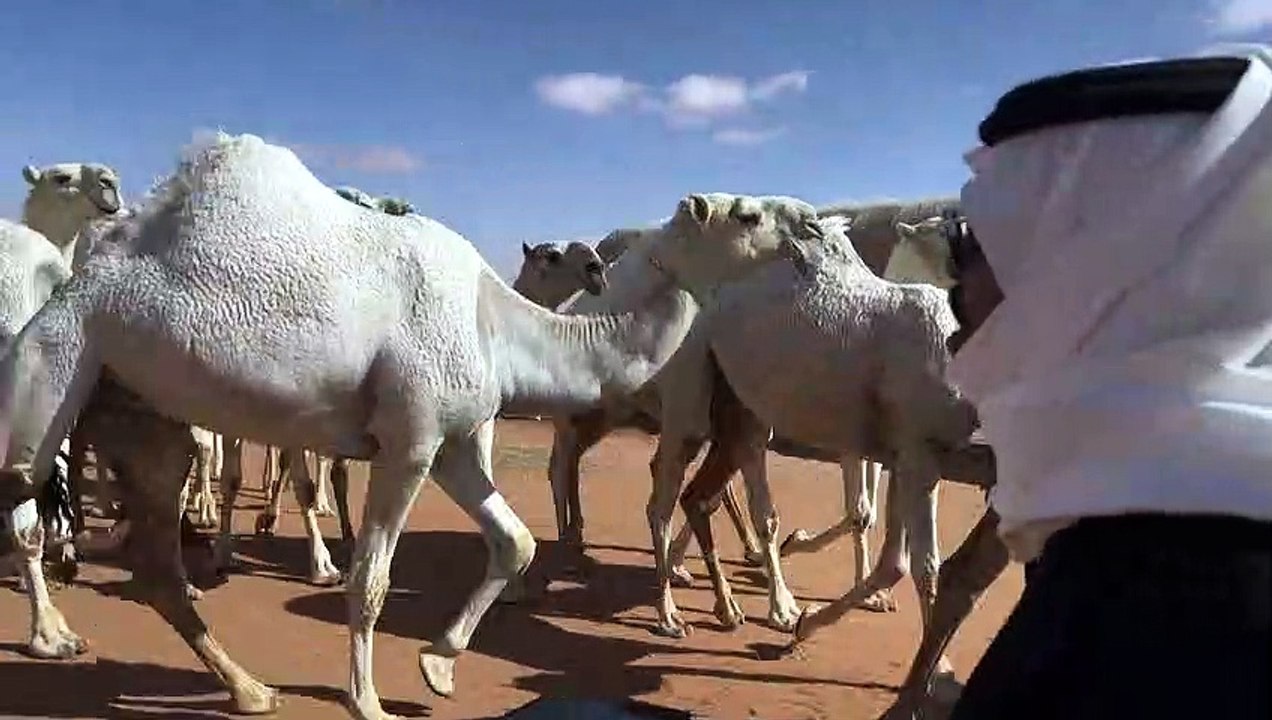 مناداة الإبل أو "الحداء" موروث سعودي أدرج على لائحة اليونسكو للتراث الثقافي