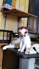 Cat Looks Like It's Wearing Zorro Mask